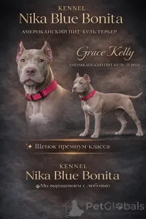 Фото №1. американский питбультерьер - купить в Баку за 125815₽. Объявление №163974