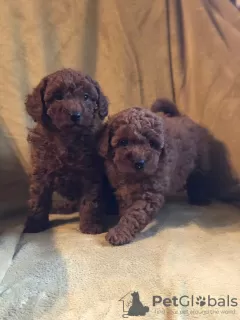 Дополнительные фото: Absolutely Adorable Red Toy Poodles