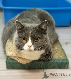 Дополнительные фото: Фенюша, 4 года круглолицая леди с янтарными глазами.