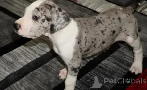 Фото №3. Duitse Dogpuppy's te koop.  Нидерланды