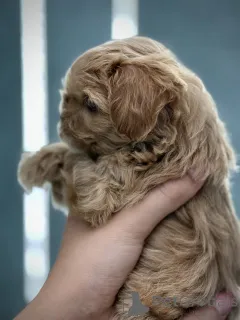 Дополнительные фото: Мальтипу мини