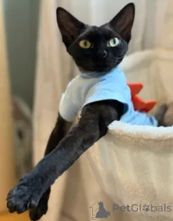 Фото №2 к объявлению №160323 о продаже девон рекс - купить в Германии заводчик