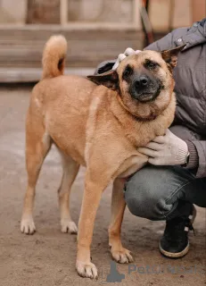 Дополнительные фото: Красивая домашняя собака Плюша ищет дом