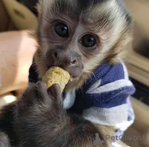 Фото №1.  - купить в Столбец за договорная. Объявление №161363