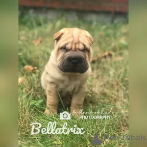 Дополнительные фото: 3 szczenięta Shar Pei na sprzedaż