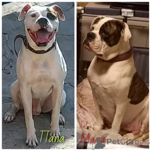 Фото №1. американский бульдог - купить в Ростове-на-Дону за 98565₽. Объявление №145428