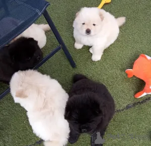 Фото №1. чау-чау - купить в CZęstochowa за договорная. Объявление №162442