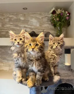 Фото №1. мейн-кун - купить в Залить за 32468₽. Объявление №154971