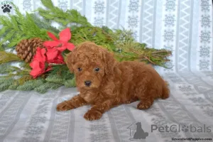 Фото №3. Удивительные чистокровные красные KC Toy Poodle Babies.  Польша