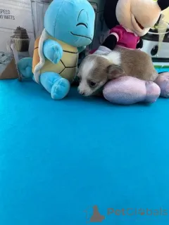 Дополнительные фото: Szczenięta чихуахуа Чашка do adopcji