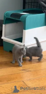 Фото №1. русская голубая - купить в Барбиблин за 32468₽. Объявление №153218