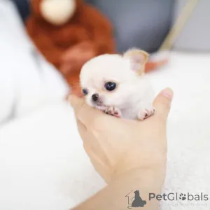 Фото №1.  - купить в Фредериксборг за 67401₽. Объявление №162890