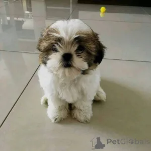 Фото №2 к объявлению №161150 о продаже  - купить в Дании 