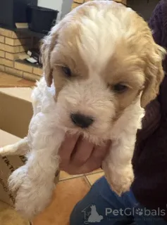 Дополнительные фото: Кинг Чарльз микс какапу Щенки