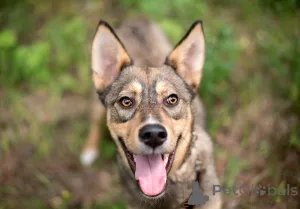 Дополнительные фото: Флеш молодой шоколадный ураган ищет семью.