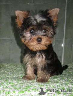 Дополнительные фото: Yorkshire terrier. Boy's and girl's.