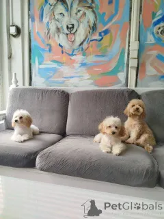 Дополнительные фото: Щенки той-пуделя