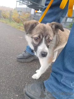 Фото №3. Маленькая ласковая собачка, 5 месяцев.  Россия