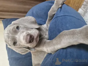 Дополнительные фото: NATALYA NEDODAYEVA