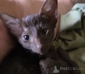 Фото №3. Восточный Lyhytkarvaiset кисанпеннат усыновление. Финляндия