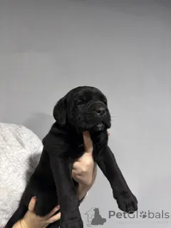 Дополнительные фото: Кане Корсо (самка)