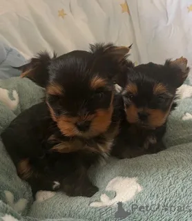 Фото №1. йоркширский терьер - купить в Тампере за 32468₽. Объявление №167371