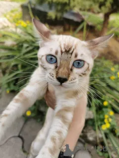 Фото №1.  - купить в Skövde за 69575₽. Объявление №153265