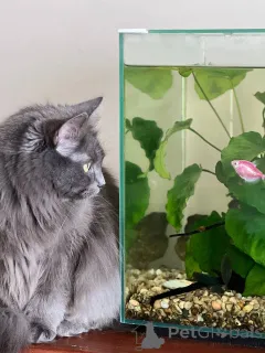 Фото №3. Шикарная Марси. Беларусь