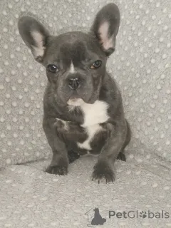 Фото №1. французский бульдог - купить в Бресте за 18843₽. Объявление №166789