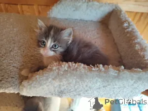 Дополнительные фото: целая банда котят девчонок большинство