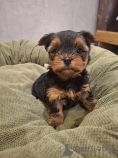 Дополнительные фото: Миниатюрные щенки Йорка.