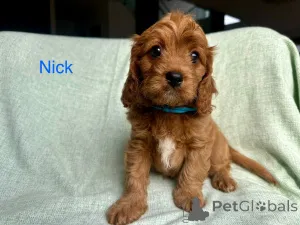 Фото №1. кинг-чарльз-спаниель - купить в Виллах за 37107₽. Объявление №144460