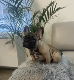 Фото №3. Французский бульдог.  США