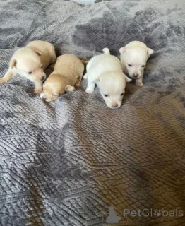 Дополнительные фото: Ready to leave now. Girl chihuahua.....whatsapp me at 44 7453 907158