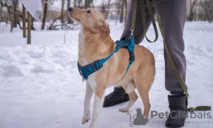 Дополнительные фото: Собака в добрые руки