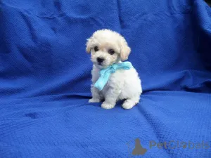 Фото №1. мальтипу - купить в Лаутербах (Гессен) за 83490₽. Объявление №150145