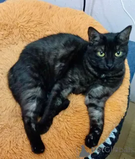 Фото №1.  - купить в Москве реке за Бесплатно. Объявление №159232