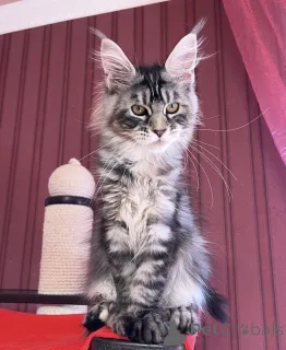 Фото №2 к объявлению №161773 о продаже мейн-кун - купить в США заводчик