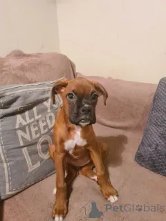 Фото №1. немецкий боксёр - купить в Хельсингёр за 78852₽. Объявление №167479