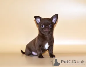 Дополнительные фото: Щенки чихуахуа.