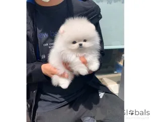 Фото №1. померанский шпиц - купить в Gdynia за договорная. Объявление №166644