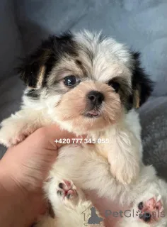 Дополнительные фото: Maltipoo Morkie, 2,5 месяца Девочка