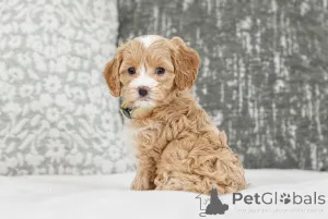 Фото №2 к объявлению №155609 о продаже лабрадудля - купить в Финляндии частное объявление