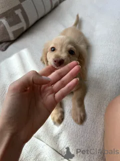 Фото №3. Щенки чистокровной таксы игривые, преданные и выращенные в семье.  Германия