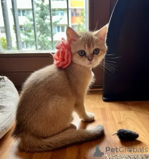 Дополнительные фото: Очаровательные котята Scottish Kilt Straight