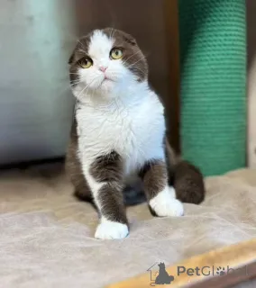 Фото №2 к объявлению №155693 о продаже британская короткошёрстная - купить в Исландии частное объявление