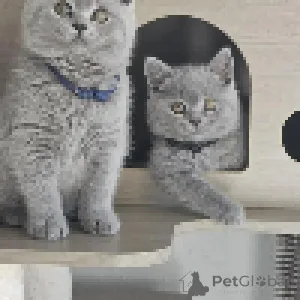 Фото №3. Игривость котенка поздно созревающие драгоценности для вашего дома. Германия