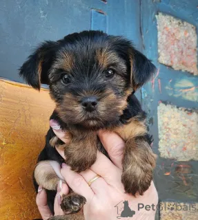 Фото №3. Продажа щенков Йоркшира.  Португалия