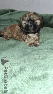 Дополнительные фото: чистокровные девочки ши-тцу