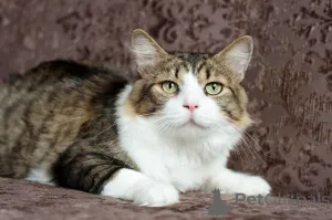 Фото №1.  - купить в Минске за Бесплатно. Объявление №149216